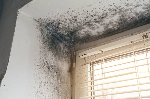 Trusted Commercial Mold Remediation service in Newton Center, MA - Cheap Mold Removal